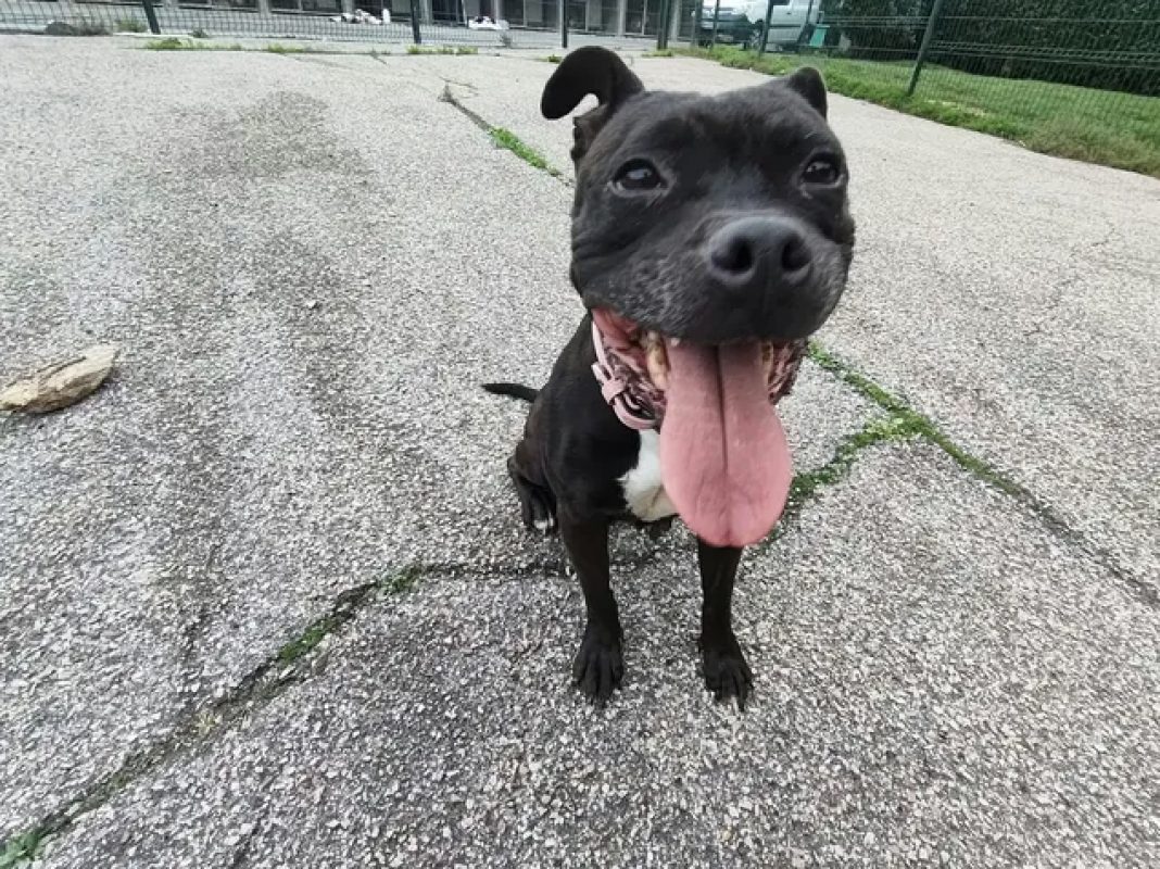 Nikita - Chien à adopter - photo 2