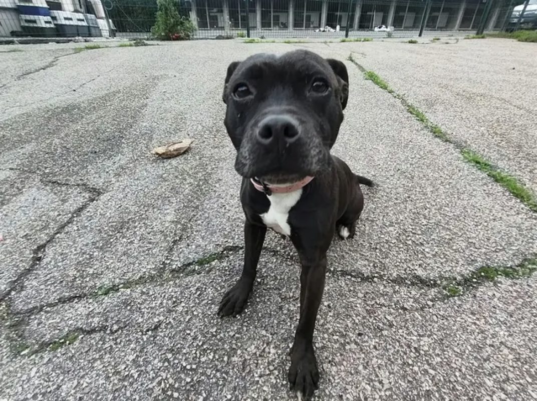 Nikita - Chien à adopter - photo 3
