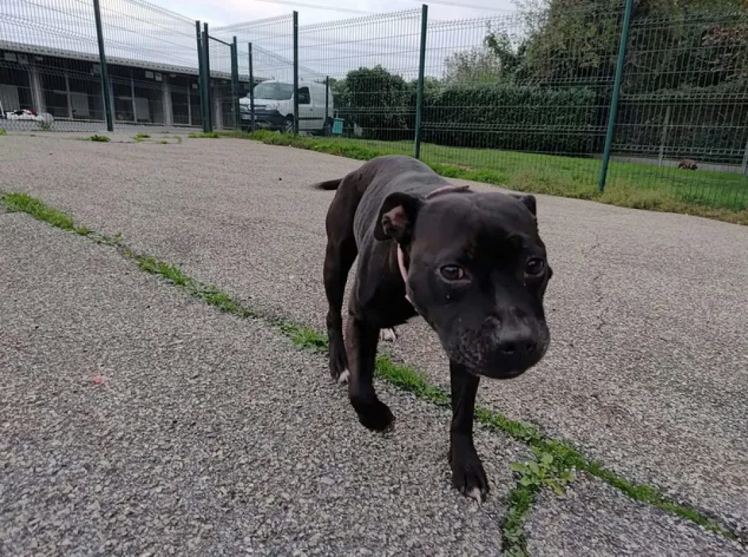 Nikita - Chien à adopter - photo 4