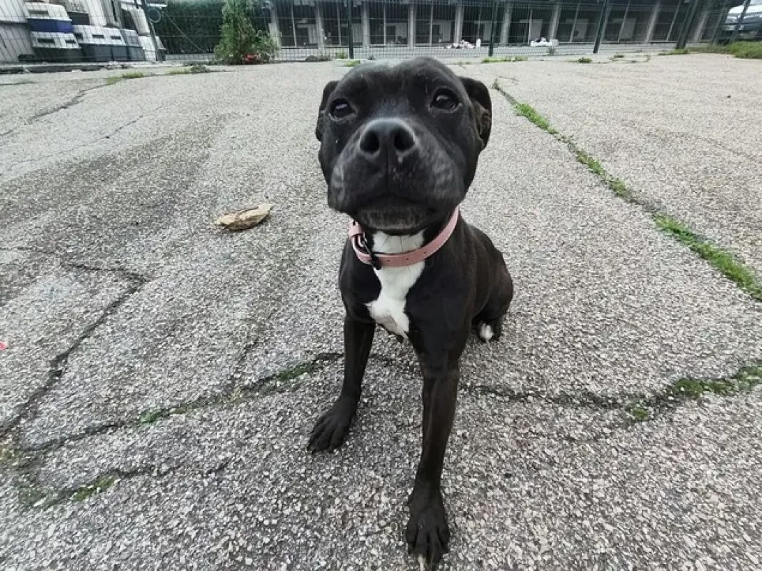 Nikita - Chien à adopter - photo 5