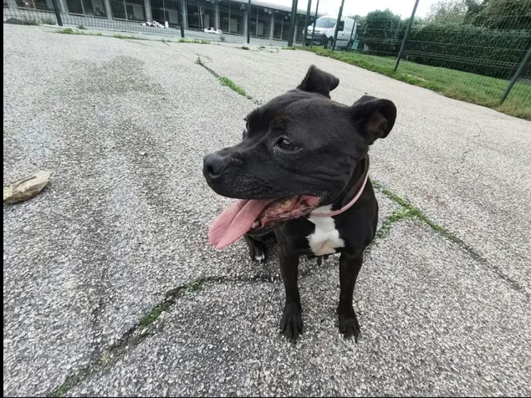 Nikita - Chien à adopter - photo 6