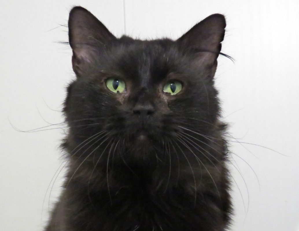 Stan - Chat Européen à adopter