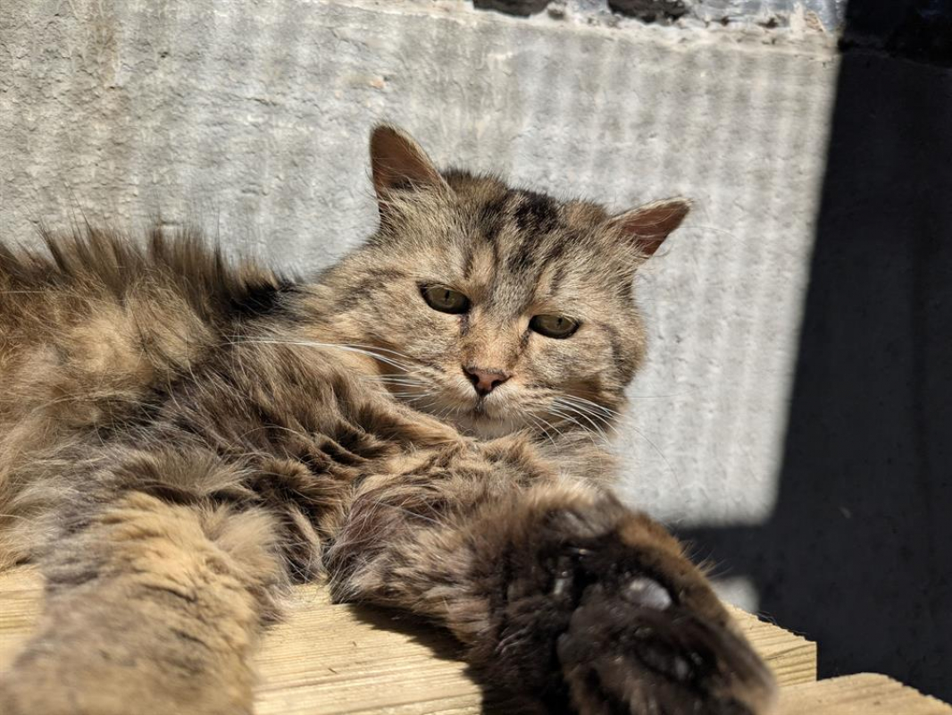 Photo #4 de Cafouignette