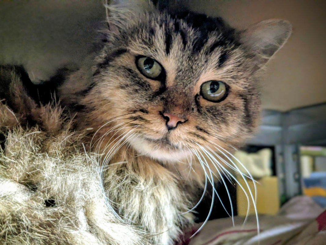 Photo #1 de Cafouignette