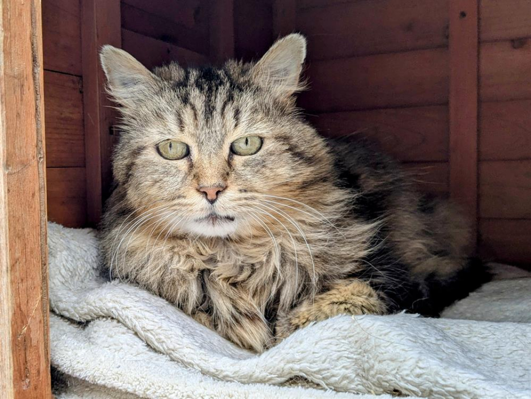 Photo #2 de Cafouignette