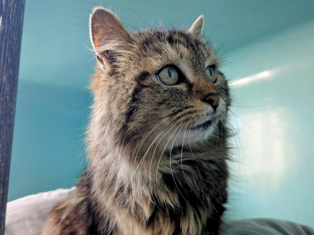 Photo #3 de Cafouignette