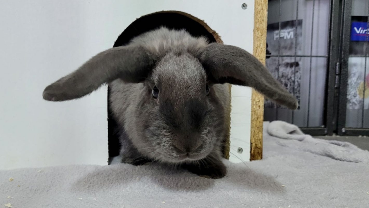 Pantoufle - Rongeur Lapin à adopter