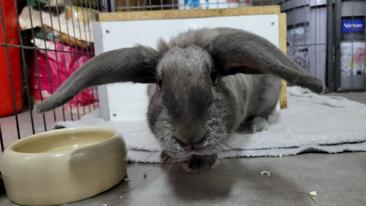 Pantoufle - Rongeur Lapin à adopter - photo 2