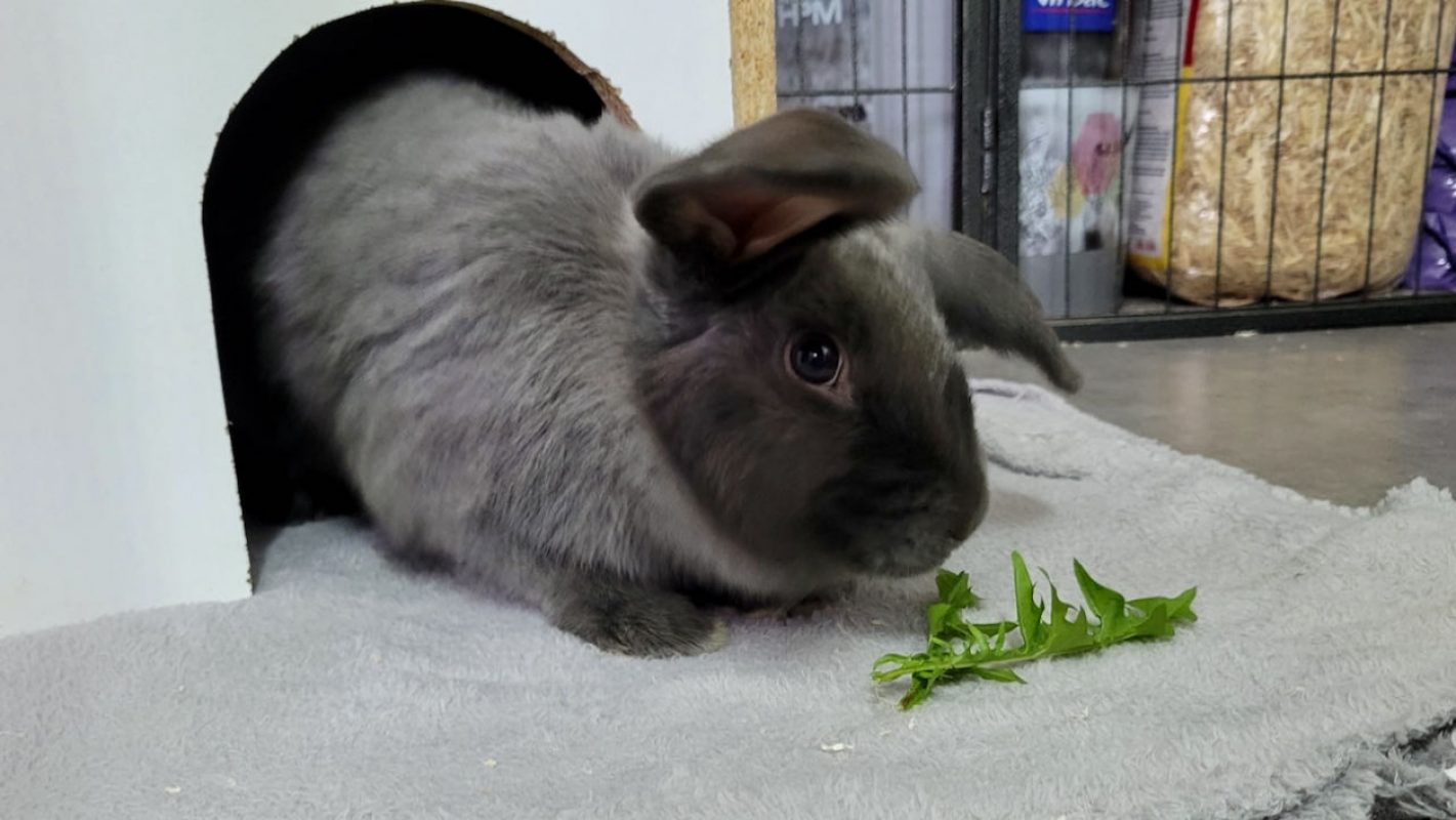 Pantoufle - Rongeur Lapin à adopter - photo 3