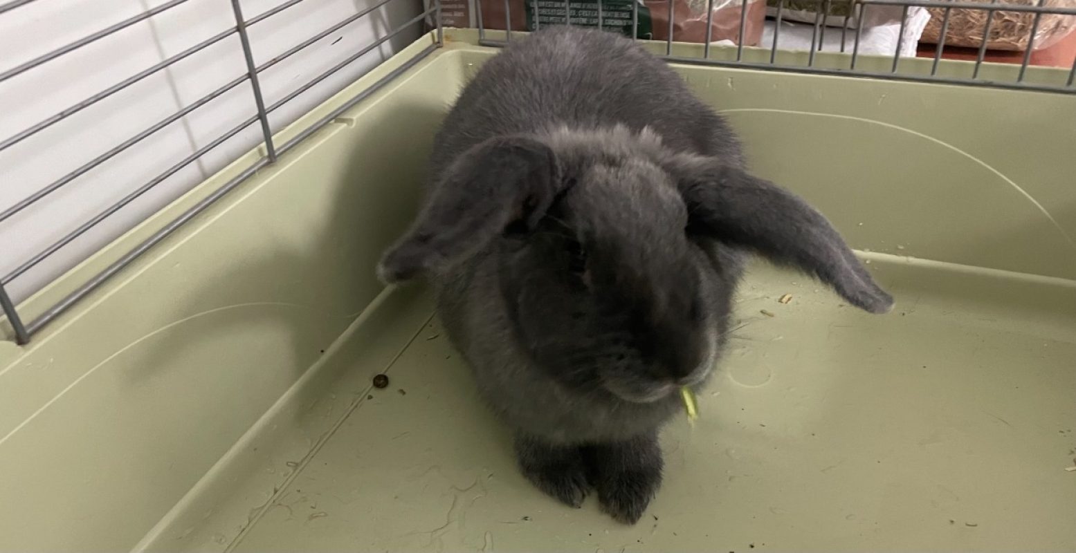Pantoufle - Rongeur Lapin à adopter - photo 4