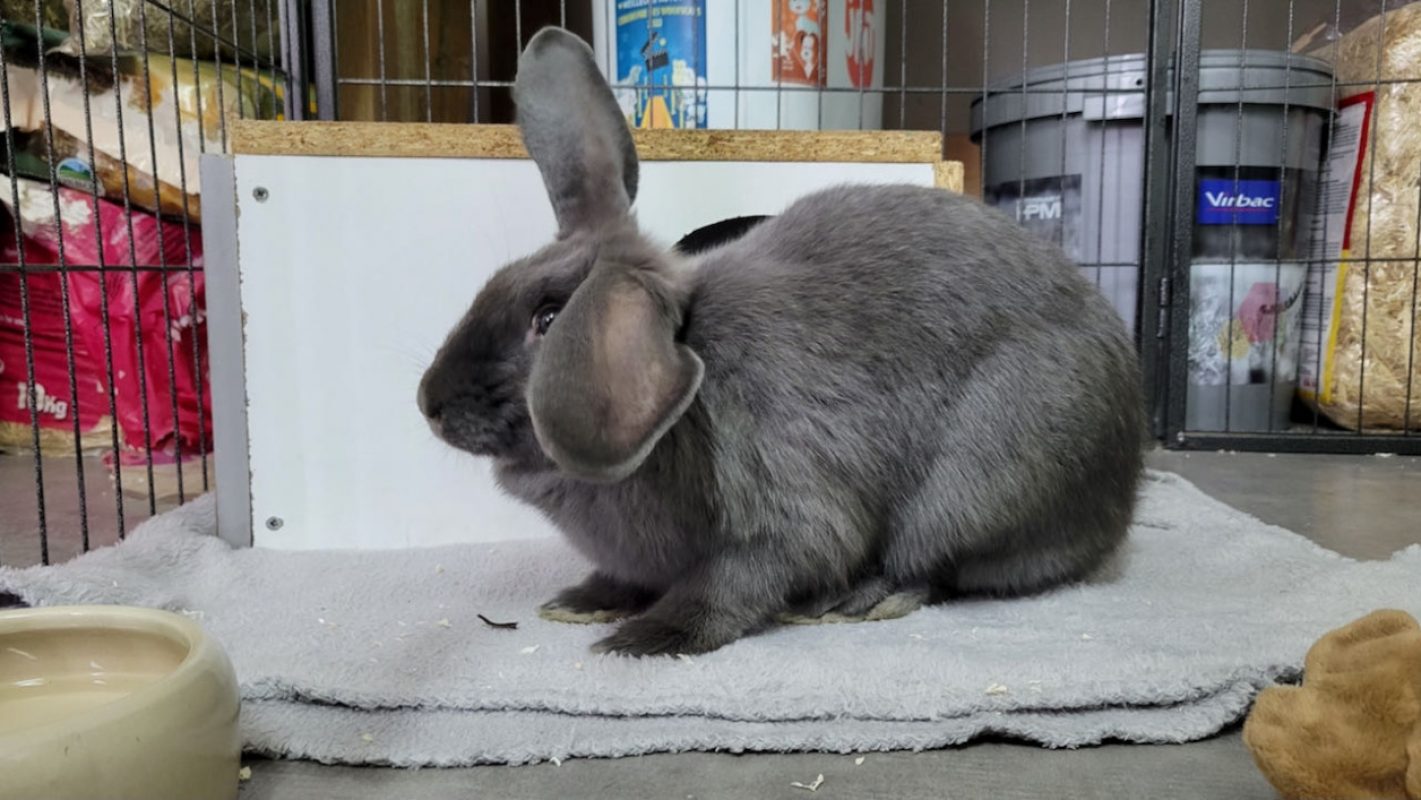 Pantoufle - Rongeur Lapin à adopter - photo 5