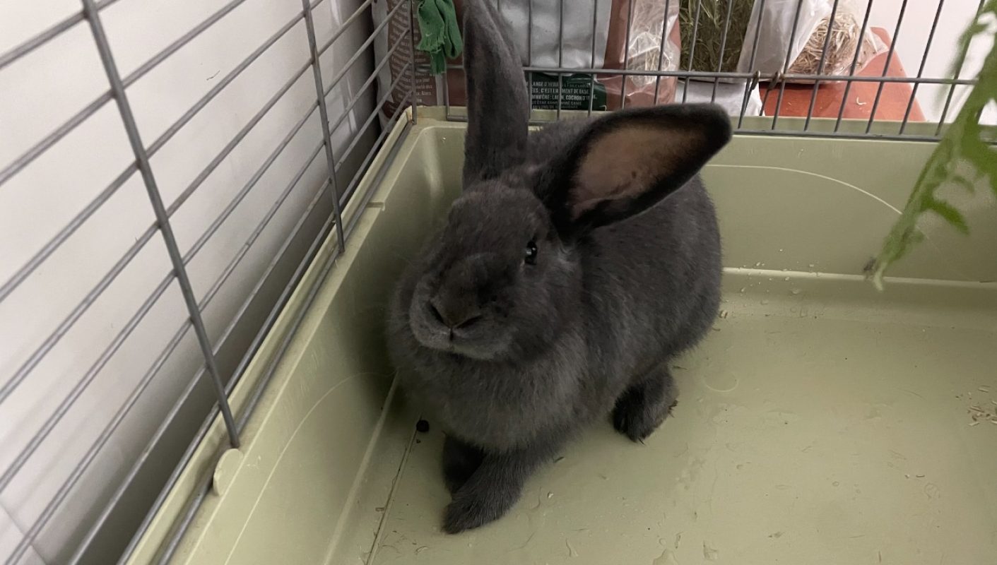 Pantoufle - Rongeur Lapin à adopter - photo 6