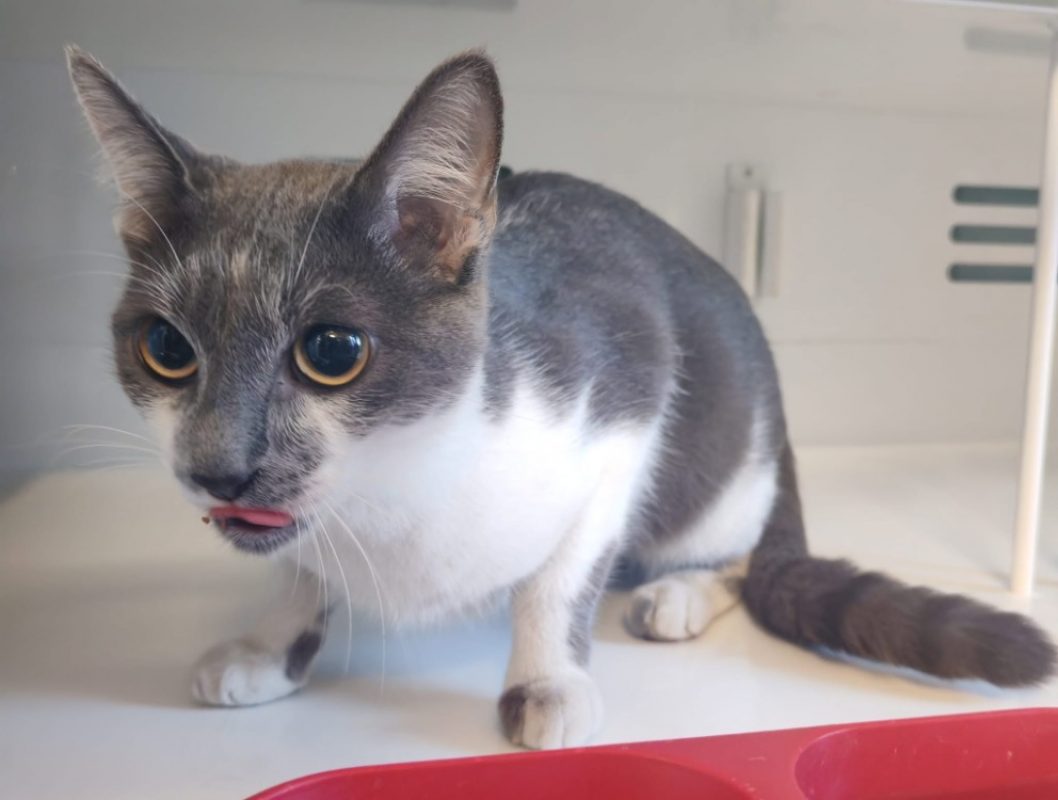Peho - Chat Européen à adopter