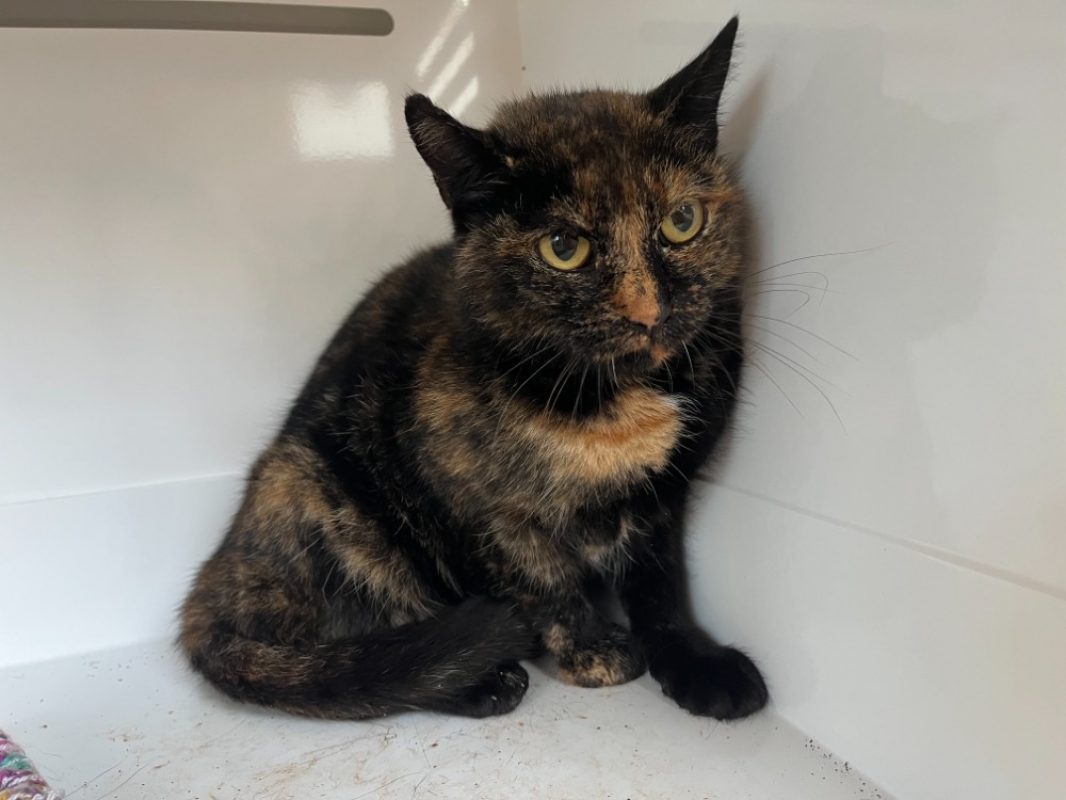 Crystal - Chat Européen à adopter