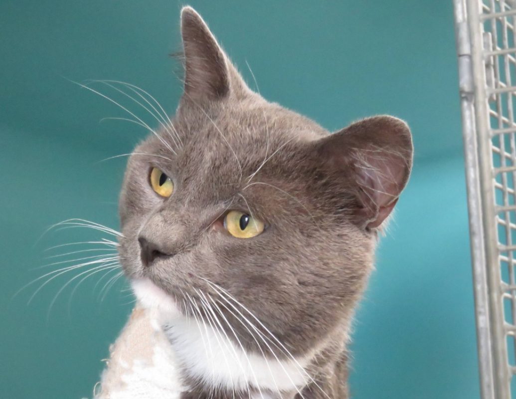 Balthazar - Chat Européen à adopter