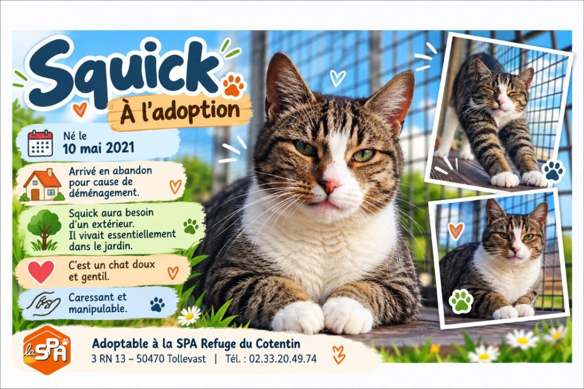 Squick - Chat Européen à adopter