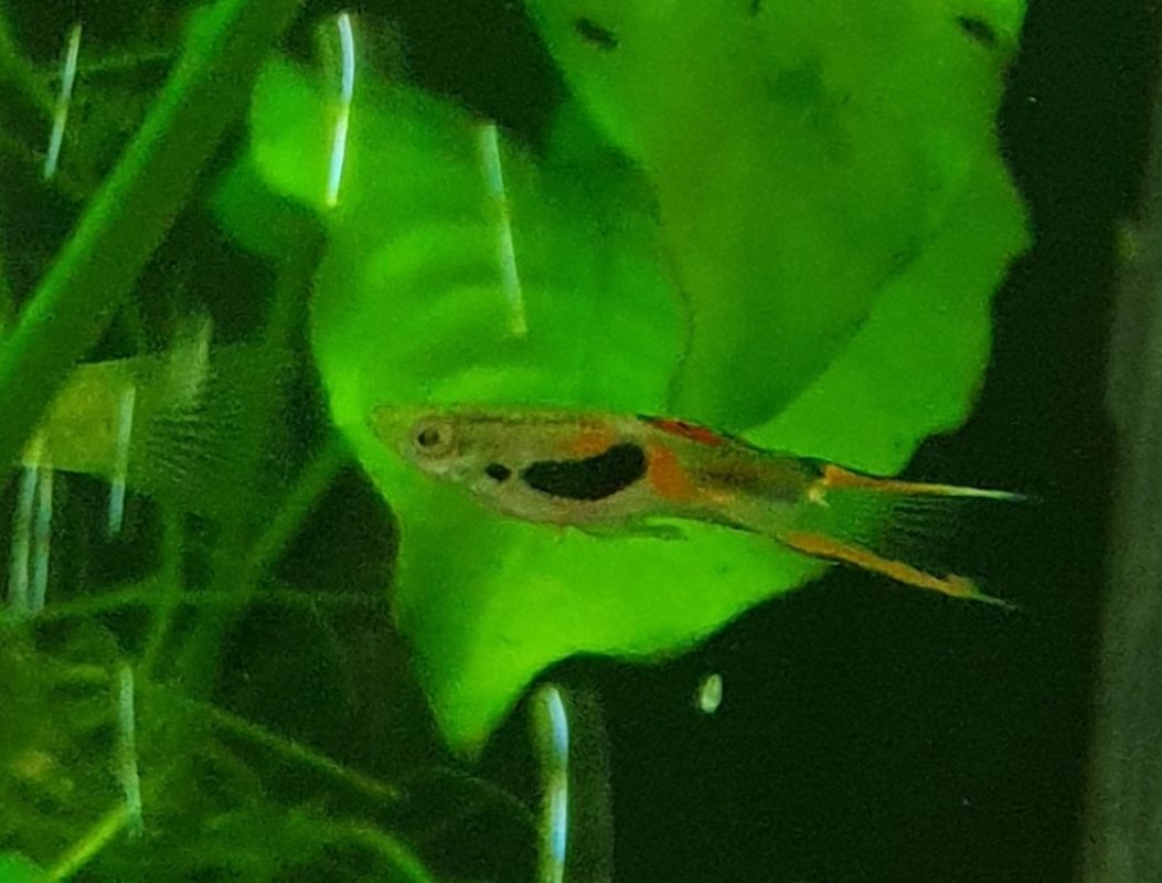 Nemo - Poisson à adopter