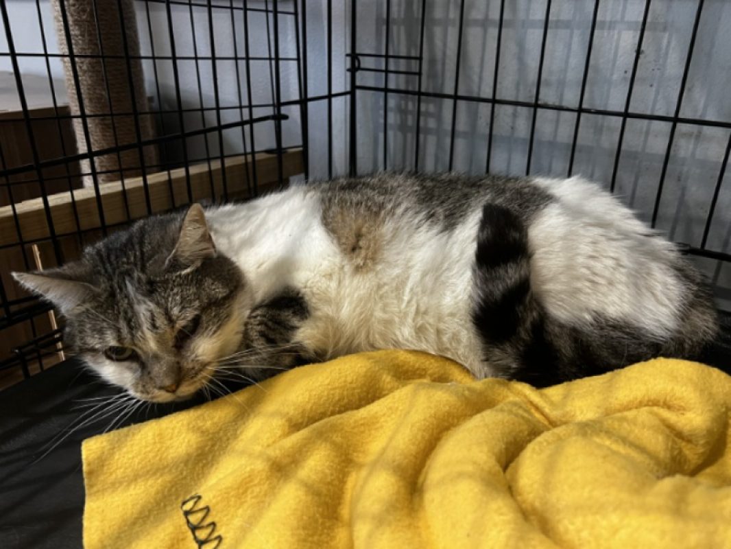Louve - Chat Européen à adopter