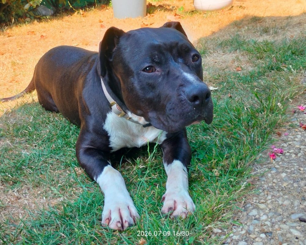 Ulysse - Chien à adopter