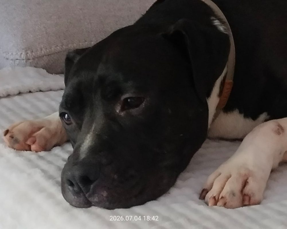 Ulysse - Chien à adopter - photo 2