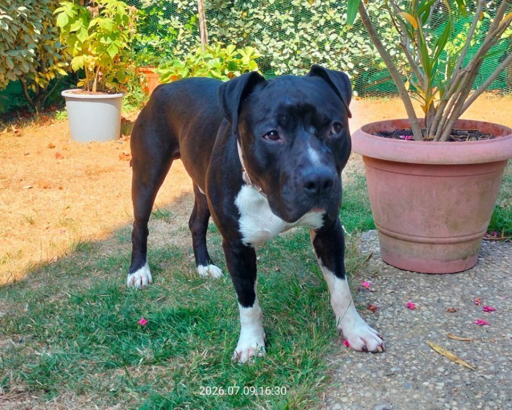 Ulysse - Chien à adopter - photo 4