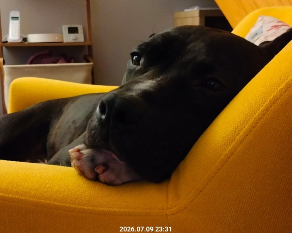 Ulysse - Chien à adopter - photo 5