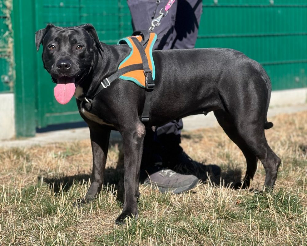 Yumi - Chien à adopter