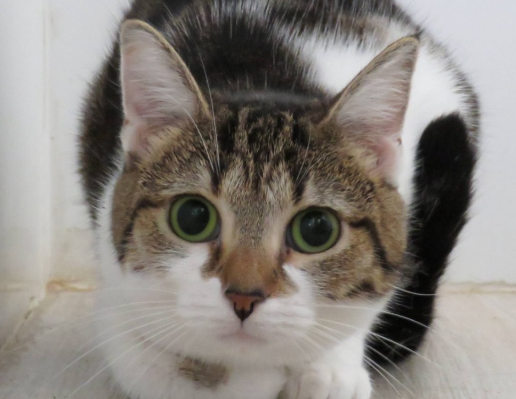 Micha - Chat Européen à adopter