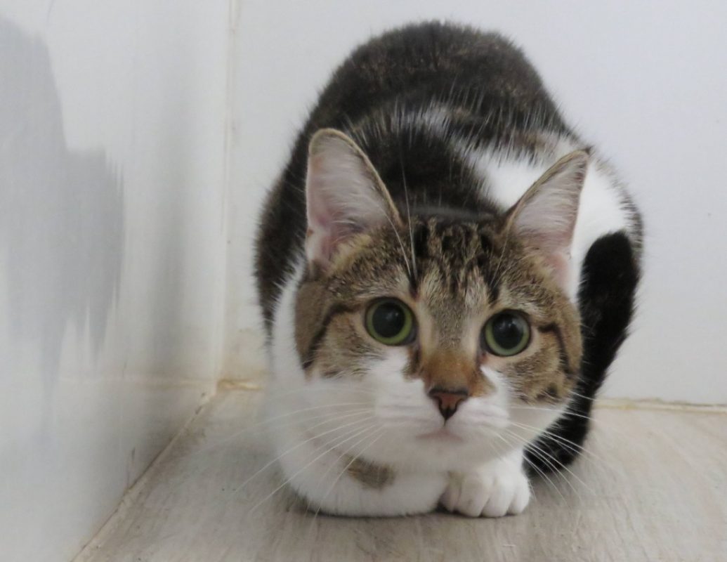 Micha - Chat Européen à adopter - photo 2