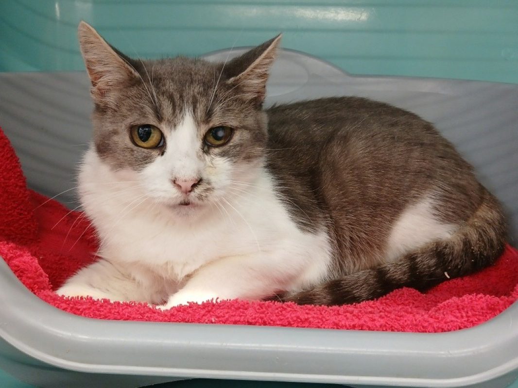 Mady - Chat Européen à adopter