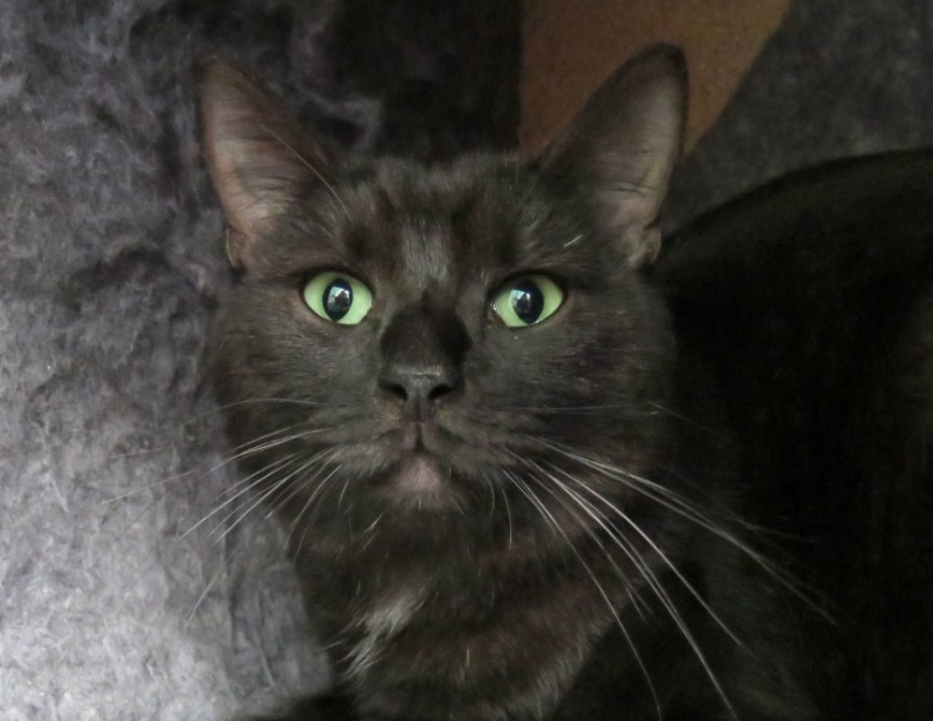 Echo - Chat Européen à adopter