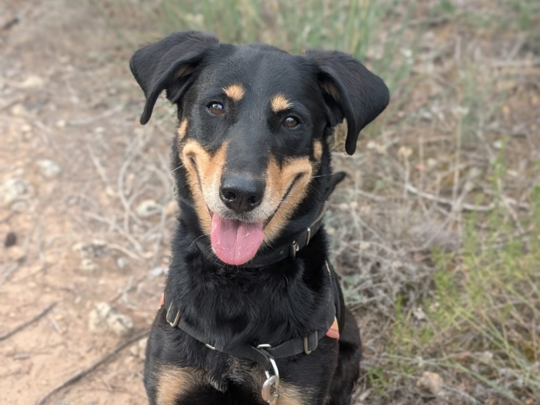 Celeste - Chien à adopter