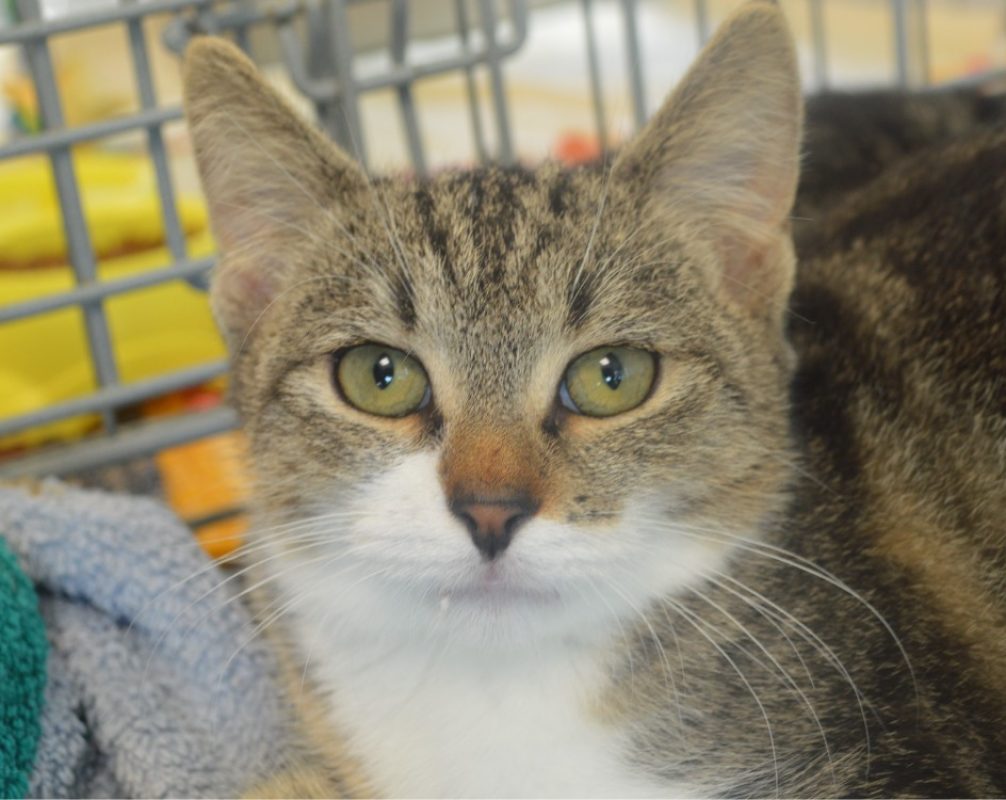 Berline - Chat Européen à adopter