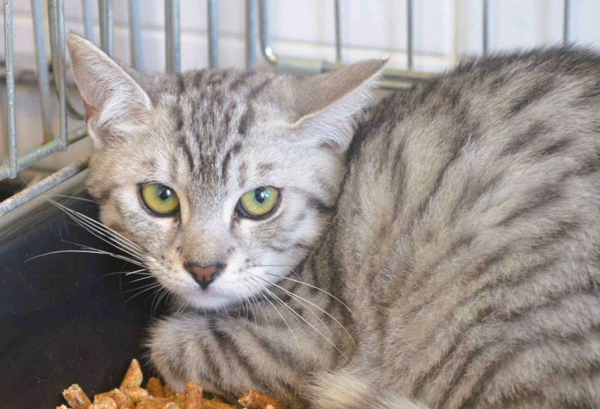 Giulia - Chat Européen à adopter