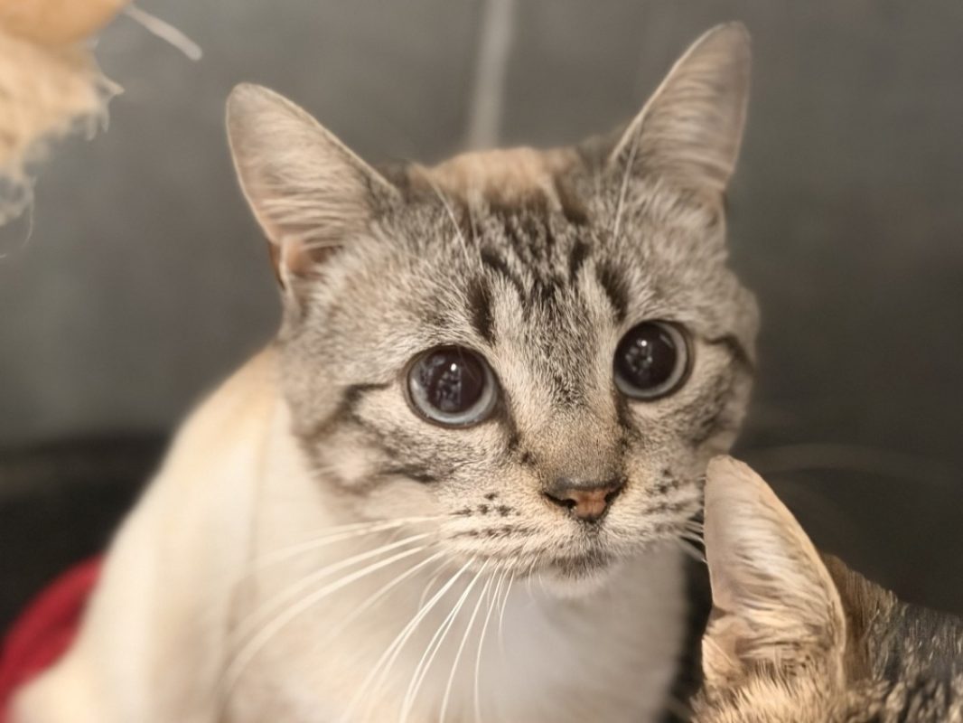 Cadiz - Chat Européen à adopter