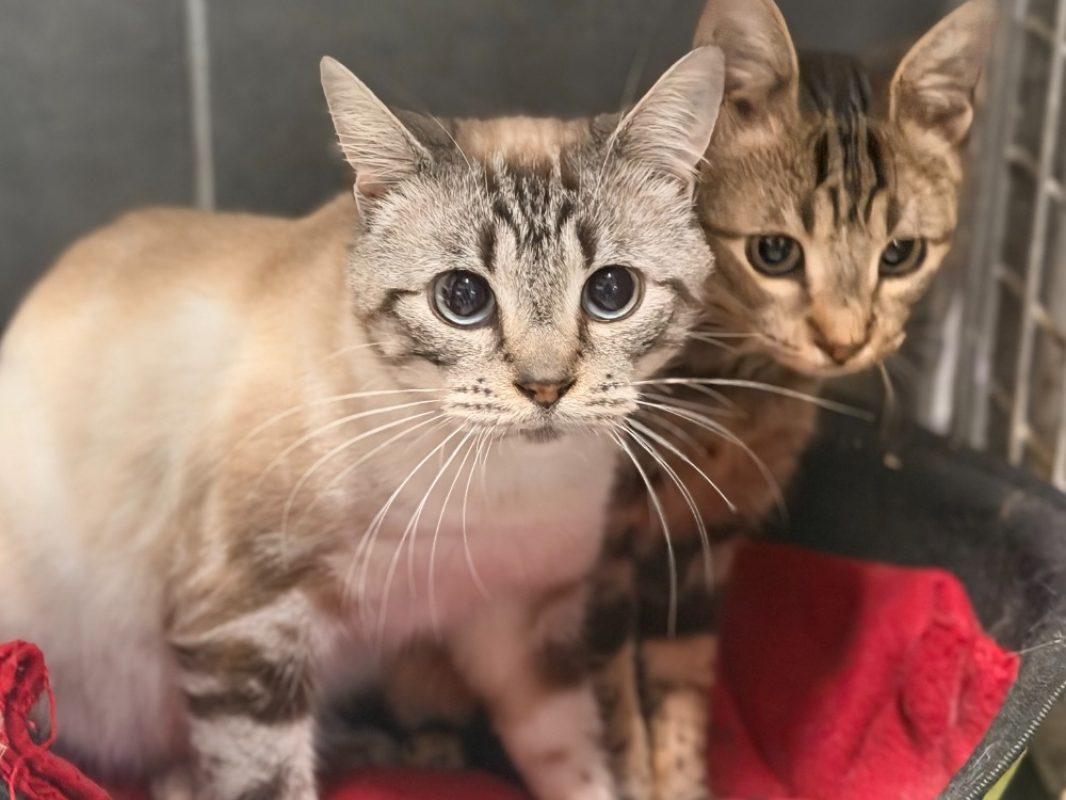 Cadiz - Chat Européen à adopter - photo 2