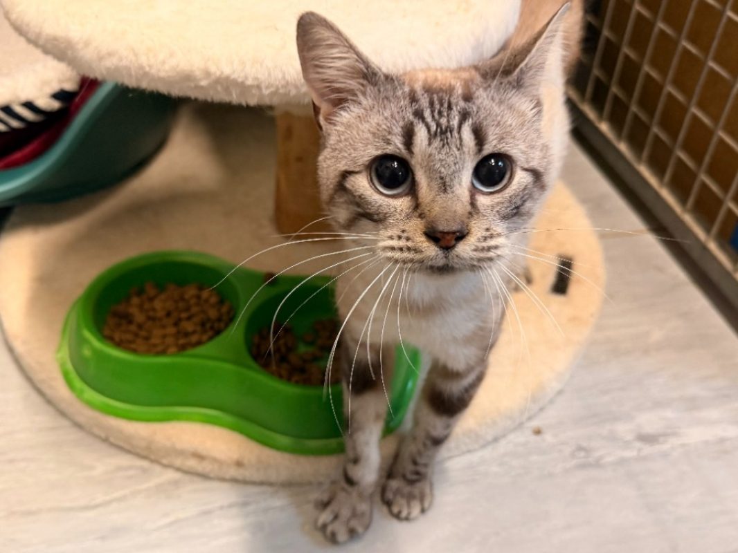 Cadiz - Chat Européen à adopter - photo 3
