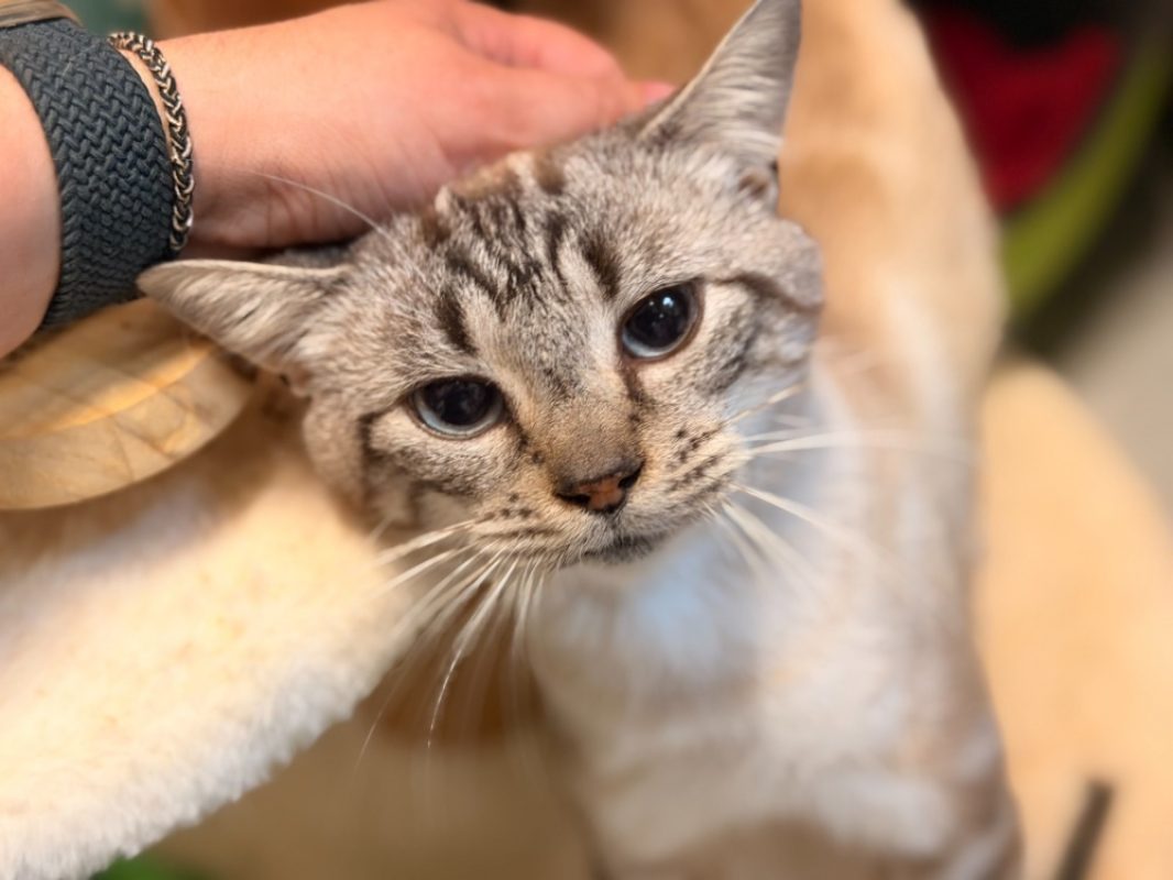 Cadiz - Chat Européen à adopter - photo 4