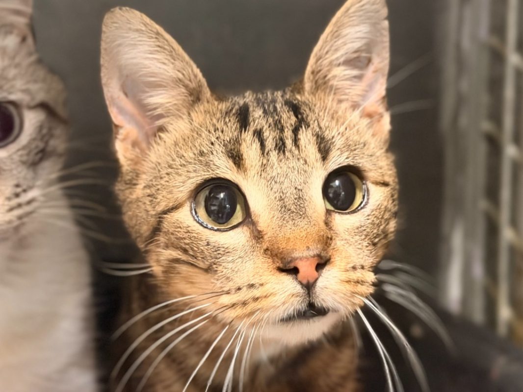 Safran - Chat Européen à adopter
