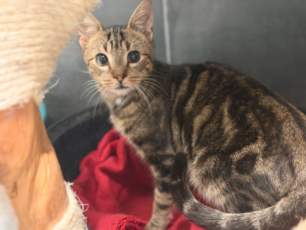 Safran - Chat Européen à adopter - photo 2