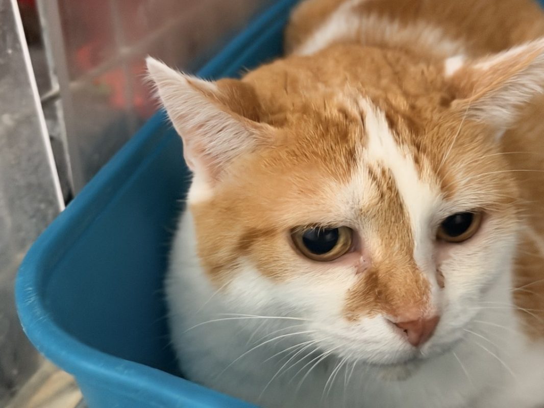 Minouche - Chat Européen à adopter