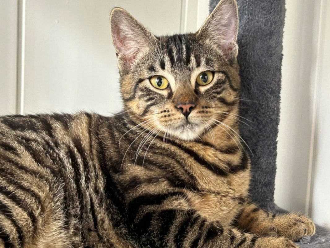 Barbidur - Chat Européen à adopter