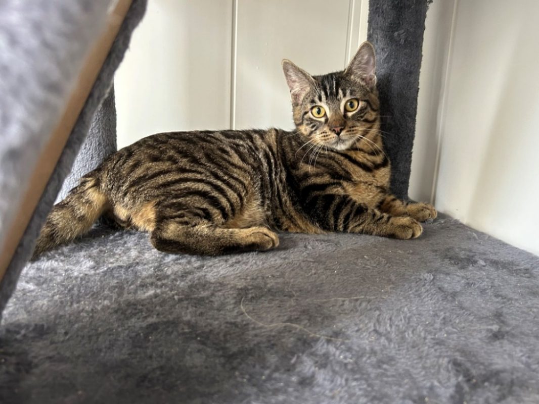 Barbidur - Chat Européen à adopter - photo 2