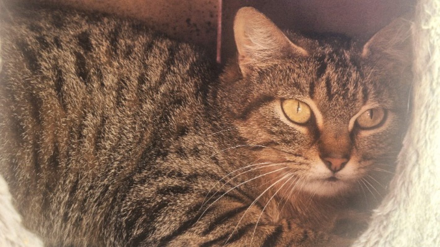 Habe - Chat à adopter