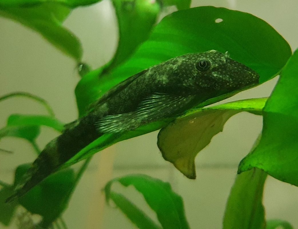 Dorie - Poisson à adopter