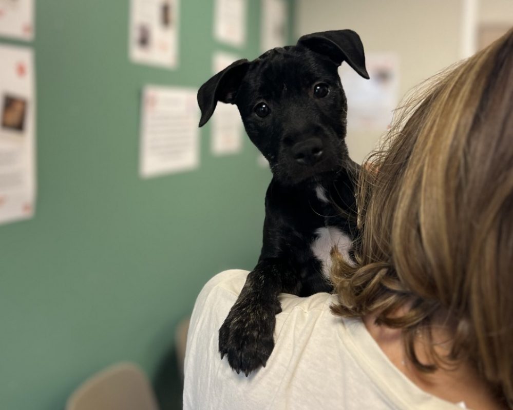 Chipie - Chien à adopter