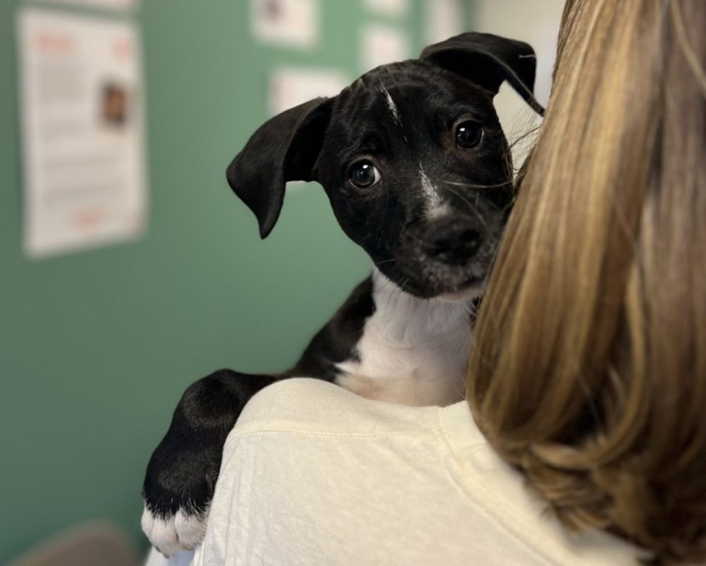Biscotte - Chien à adopter