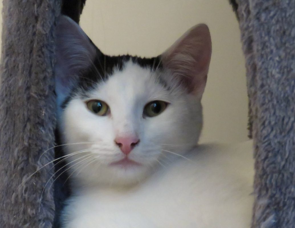 Bozo - Chat Européen à adopter