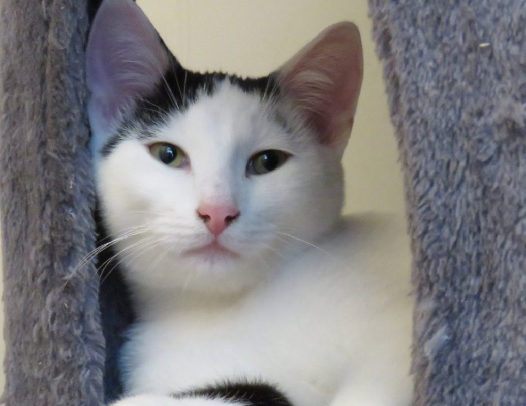 Bozo - Chat Européen à adopter - photo 2