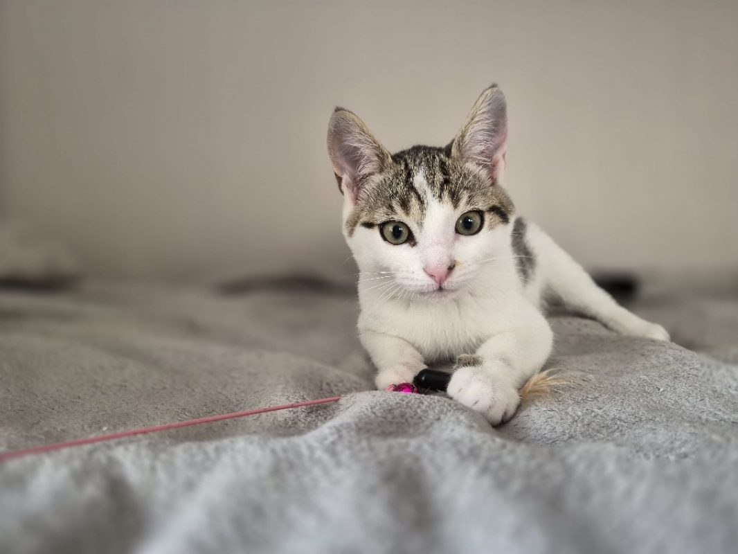 Cesar - Chat Européen à adopter